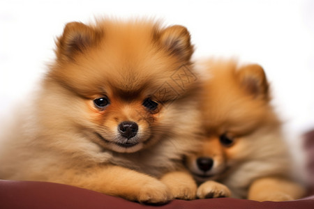 休息的两只小狗图片