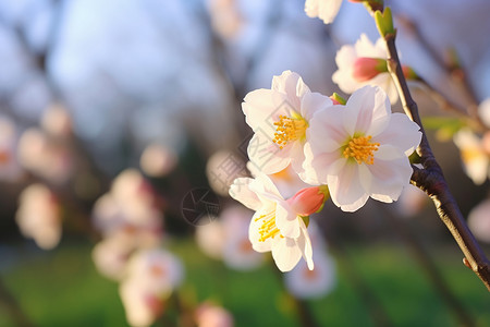 春天盛开的花朵高清图片