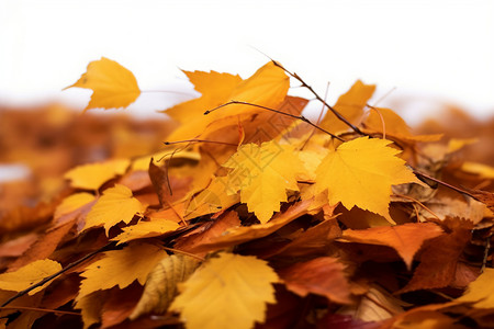 秋天一堆落叶图片