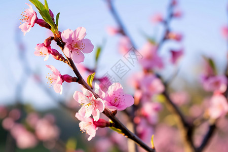 樱桃开花公园里春日的繁花背景