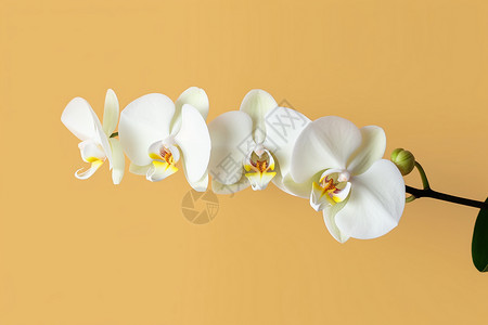 热带兰花花瓣图片