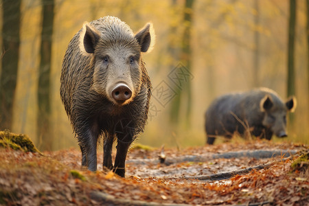 自由奔跑的野猪背景图片