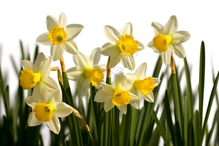 春天活力的鲜花背景图片