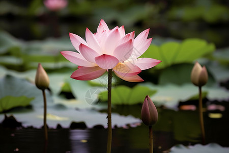 莲池中的粉色莲花高清图片