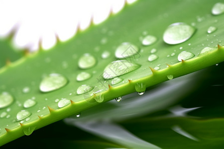 带刺的植物仙人掌上的雨水背景