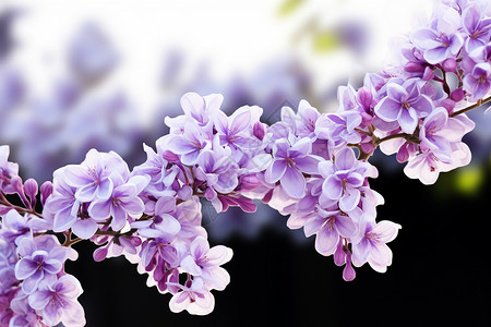 茂盛的紫色花高清图片