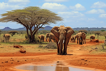 大象与水洼背景图片
