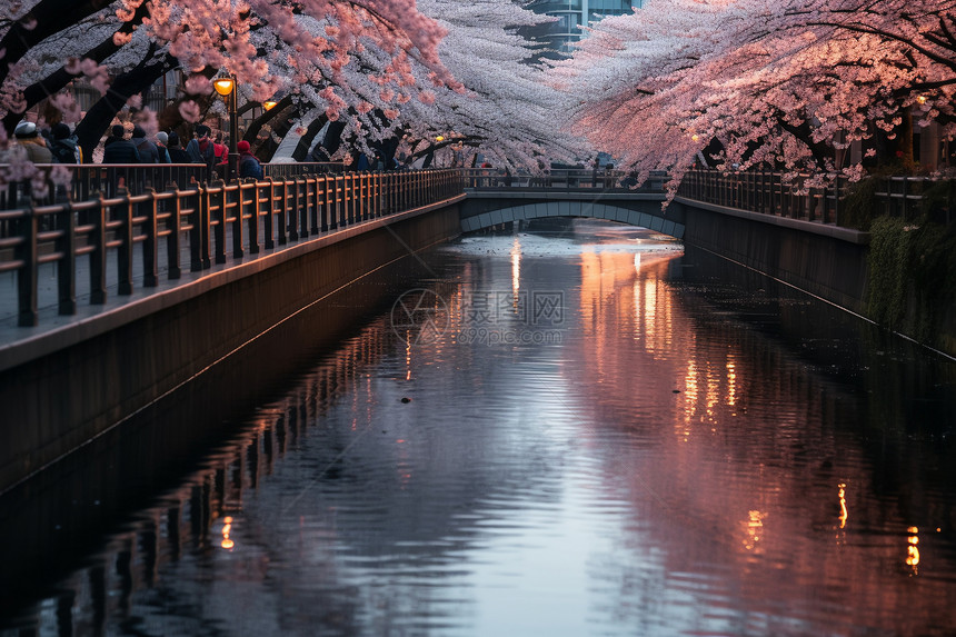 樱花之河图片