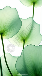 透明素材荷花绿色荷叶纹理设计图片