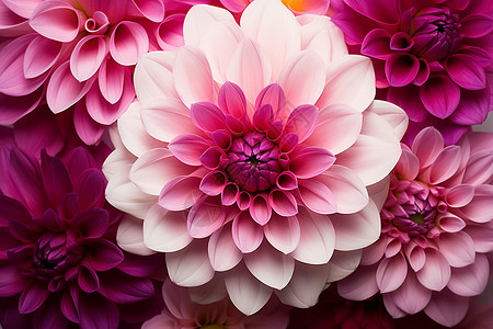 白描大丽花美丽的粉色大丽花花朵设计图片