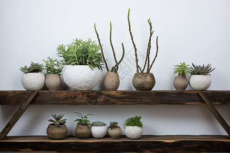 室内的植物装饰背景图片