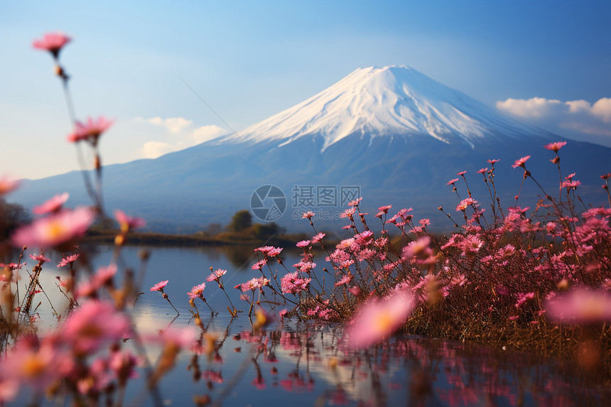 壮观的花卉和火山图片