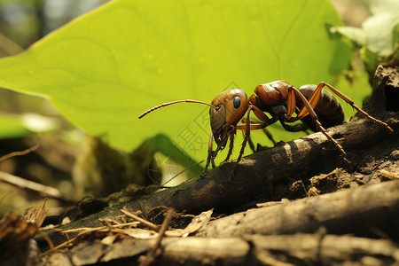 蚂蚁和绿叶寻找食物的昆虫设计图片