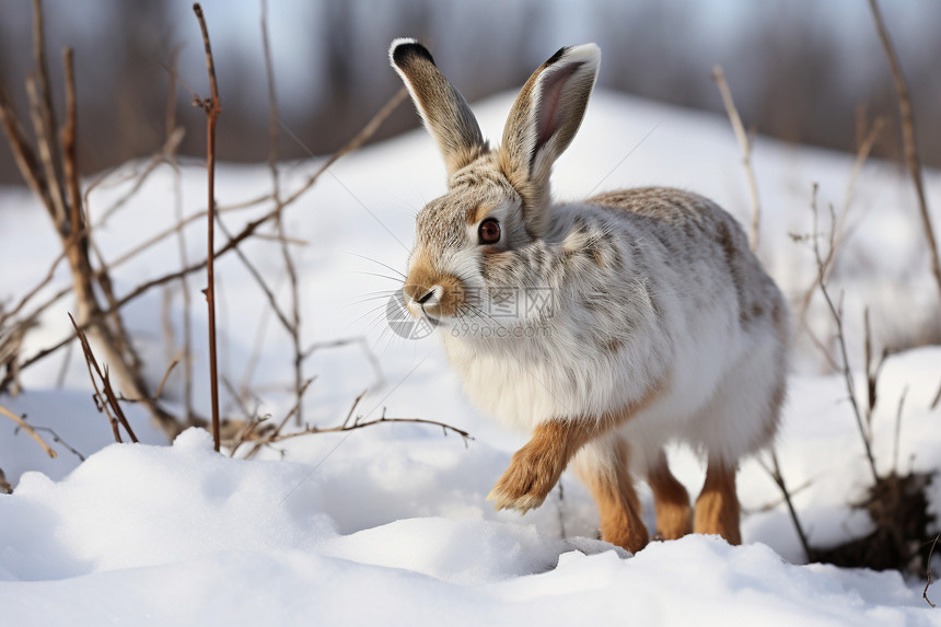 雪地中的兔子图片