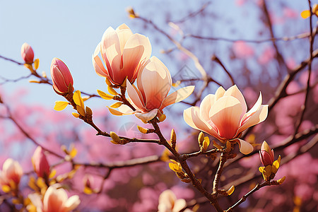 一棵粉色花树树枝上的花朵背景