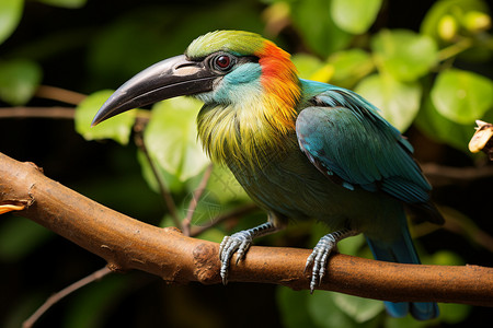 美洲鹦鹉丛林中美丽的鸟背景
