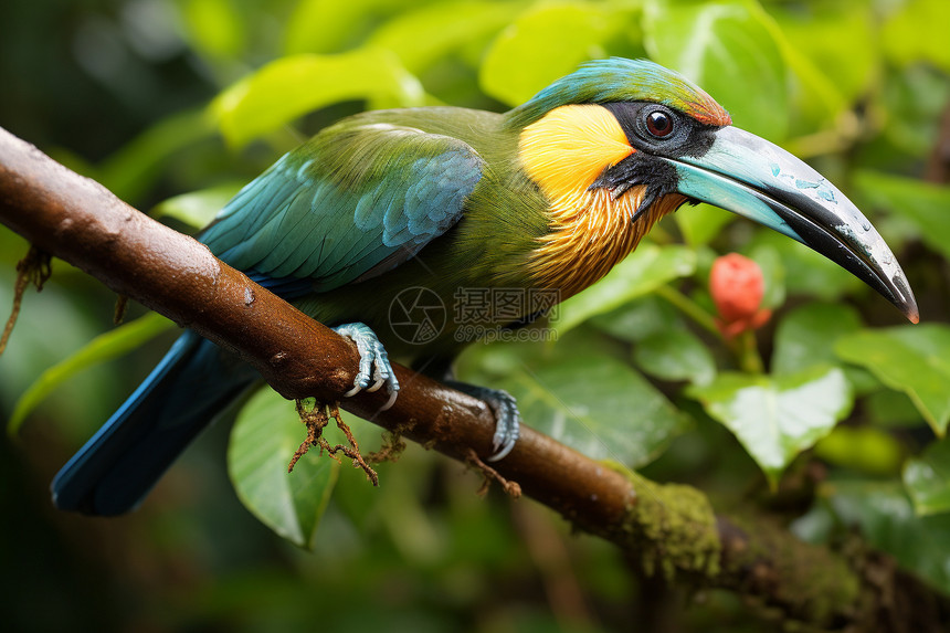 热带雨林中色彩鲜艳的鸟儿图片