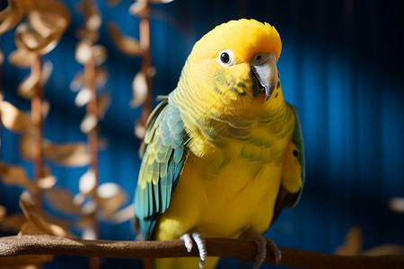 可爱蓝点颏鸟类宠物鹦鹉背景