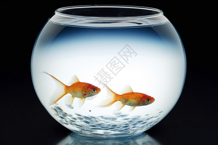 玻璃鱼缸两条金鱼背景