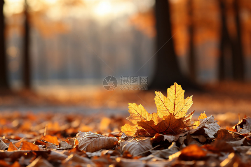 秋日森林的落叶图片