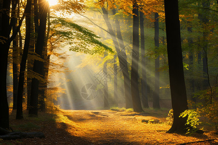 发光效应美丽的树林背景