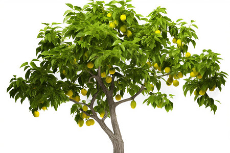 长满柠檬的柠檬树图片