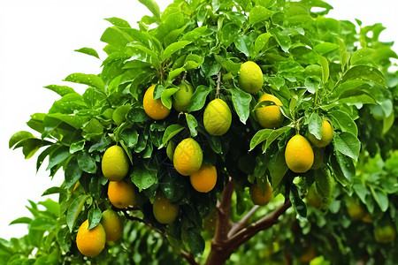 树上新鲜的橙子图片