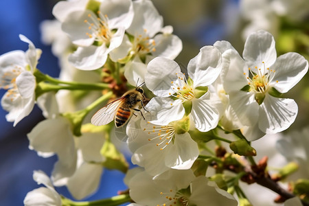 蜜蜂停在白花的花朵上图片
