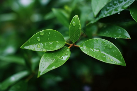 清晨的树叶上的露珠背景图片