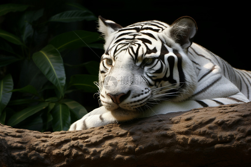 动物园的白虎图片
