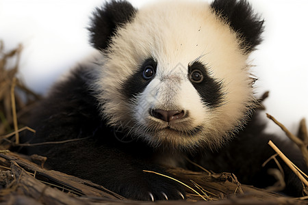 可爱的国宝熊猫背景图片
