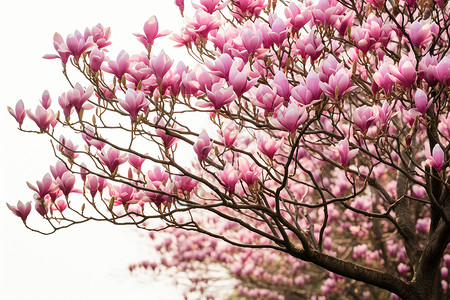 一棵粉色花树美丽花园中绽放的粉色花树背景