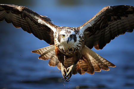 自然界飞翔的猛禽图片