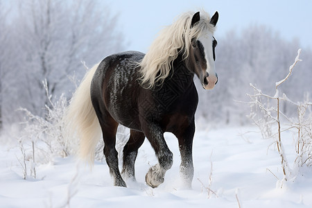 冬季雪山中白色鬓毛的马匹背景