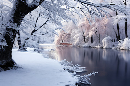 冬日湖畔的白雪森林高清图片