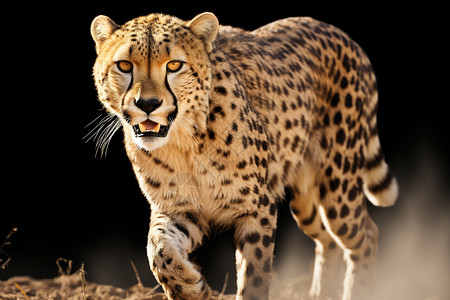 豹子素材奔跑户外的猎豹背景
