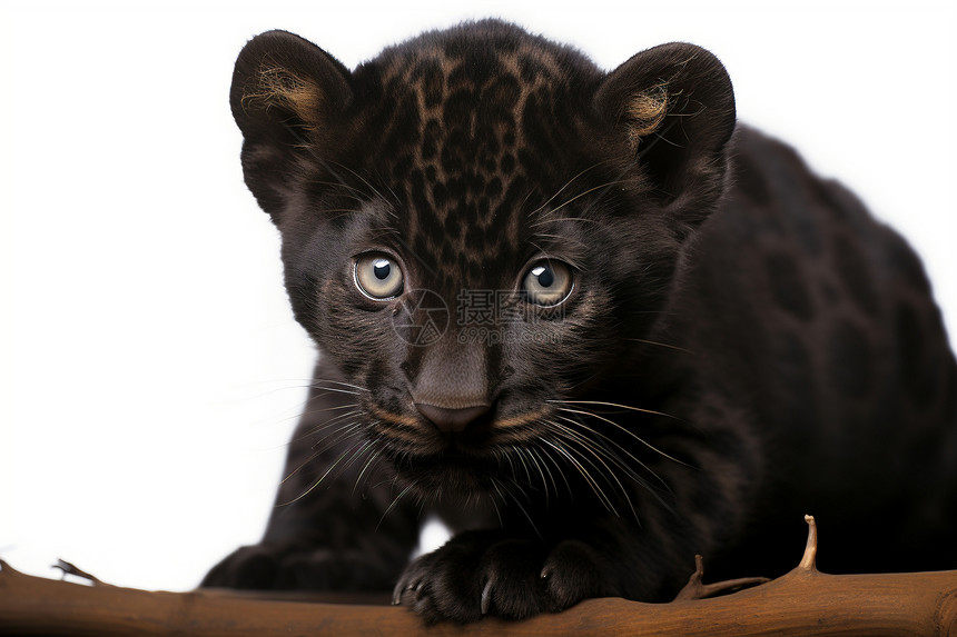 黑豹幼崽坐在树枝上图片