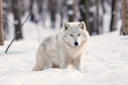 孤独白狼北极狼素材高清图片