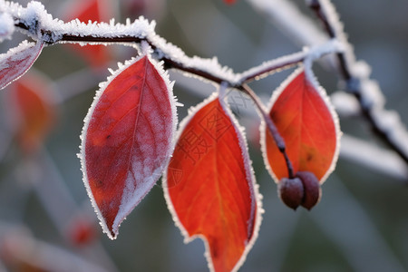 冬季红叶上的冰晶高清图片