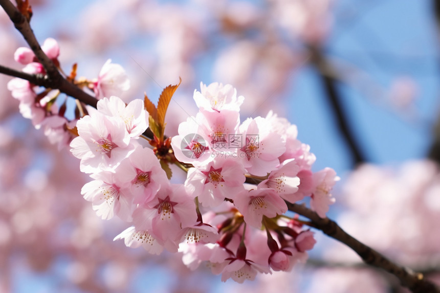 樱花盛放的樱花树图片