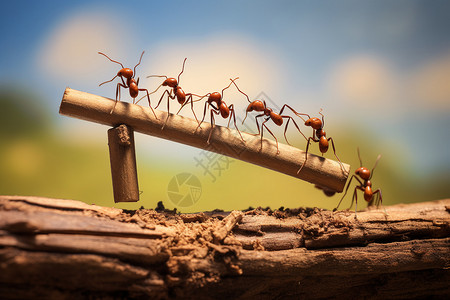动物昆虫蚂蚁的团队合作设计图片