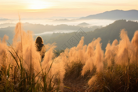 芦苇丛中夕阳下山间的芦苇背景