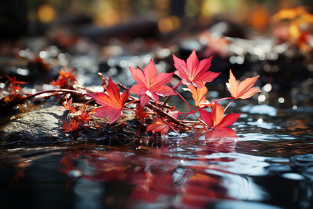 秋季溪流中的枫叶背景图片