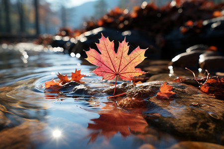 秋季湖面漂浮的枫叶图片