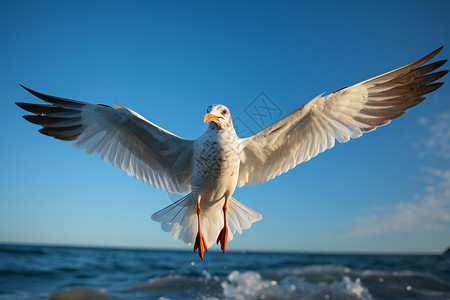 海上展翅的海鸥图片
