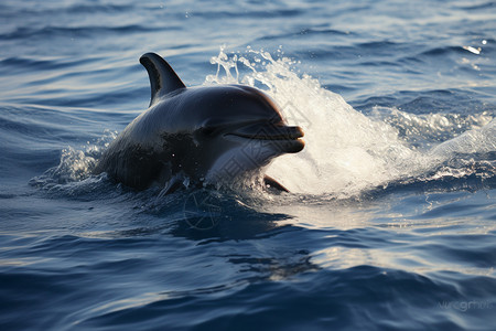 海面上觅食的海豚图片