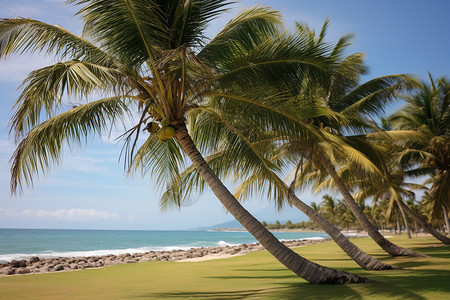 绿树椰影椰子树之影高清图片