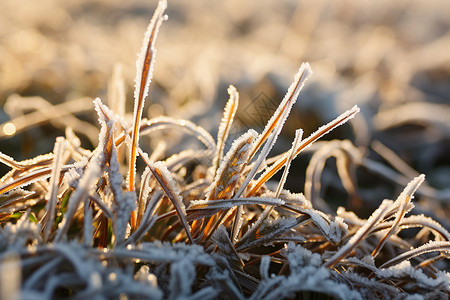 冻结的草地冰雪覆盖的草地背景