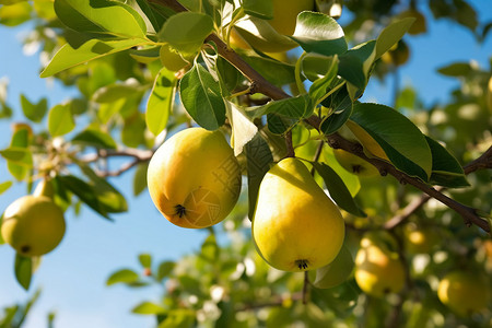 成熟的梨树背景图片