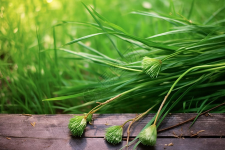 翠绿草地上的植物高清图片